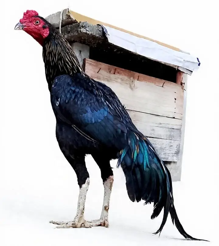 aseel murgh — photo 2
