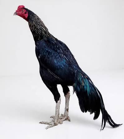 aseel murgh