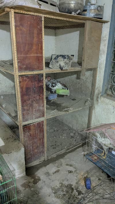 Aseel setup of sale with cages urgent sale