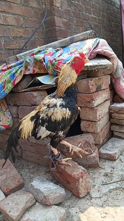 mianwali Aseel hen