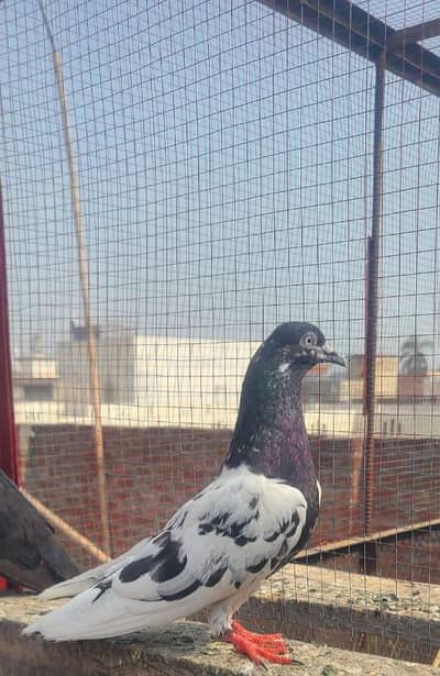 Breeder kabutar