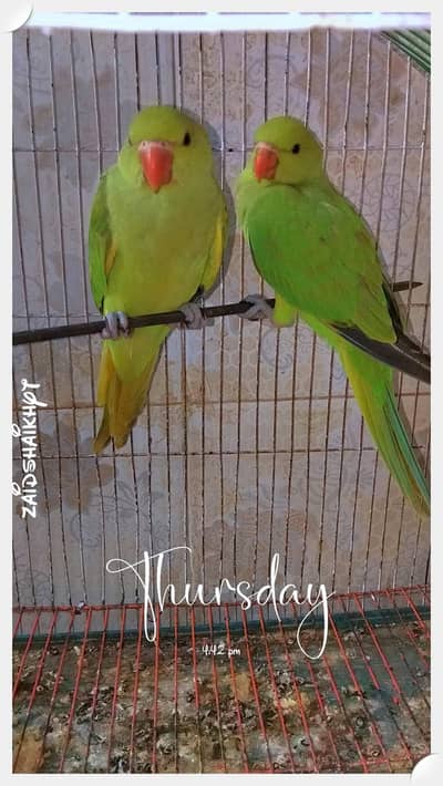 Green Ringneck Parrots hand tame Self Baby parrots For Sale