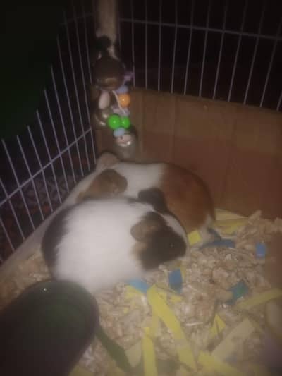 cute 3 months tamed guine pig pair availible