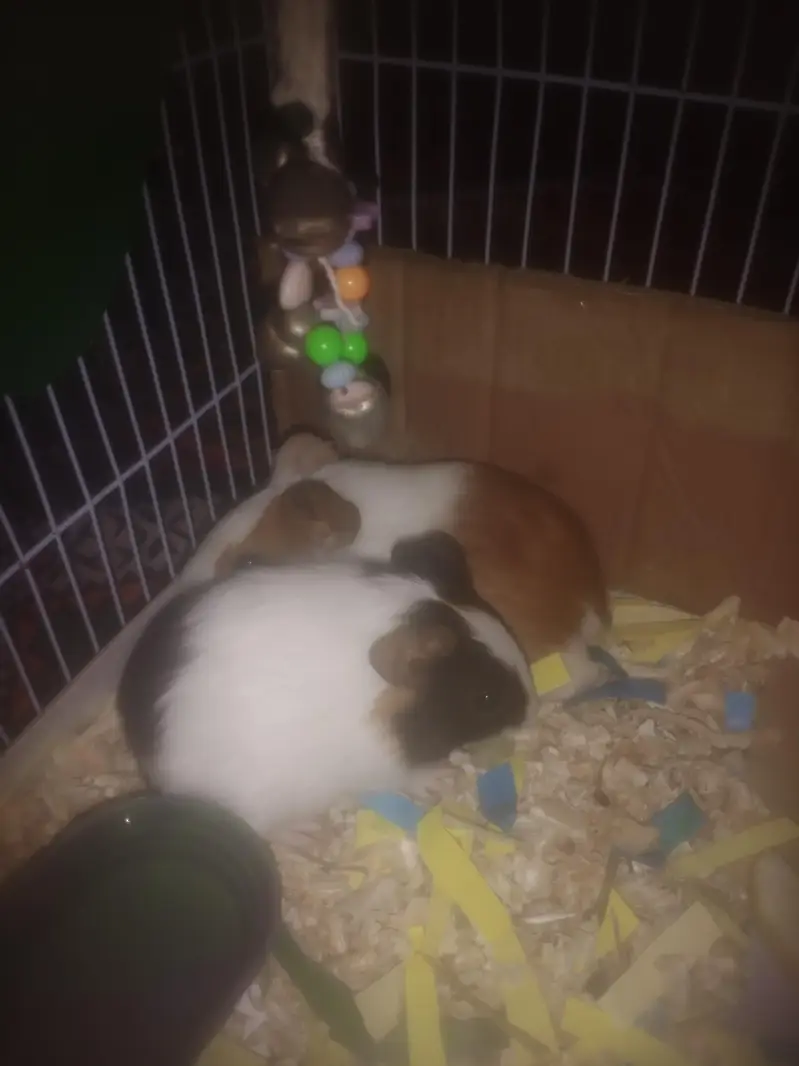 cute 3 months tamed guine pig pair availible
