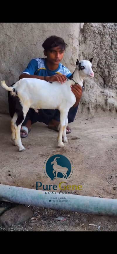 Kajla tedda male pointed ears, genuine munda, white eyes