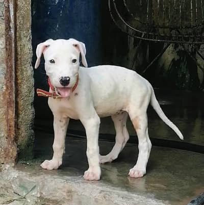 pure gultair female puppy