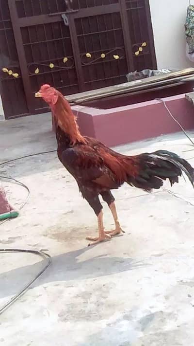 2 burmi male available