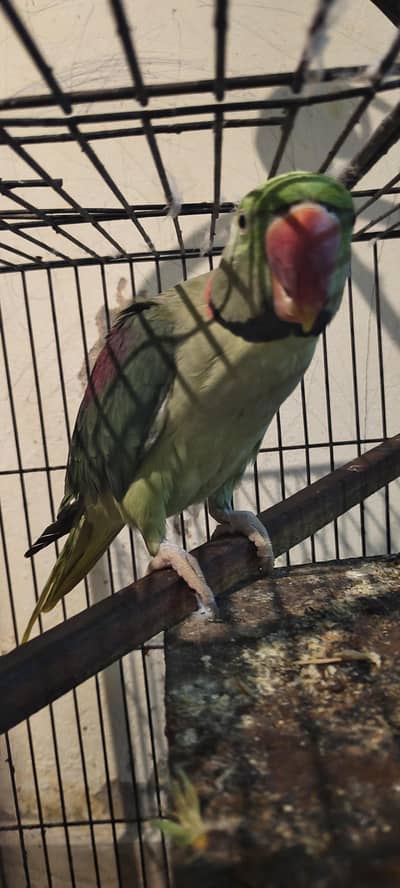 raw perrots pair