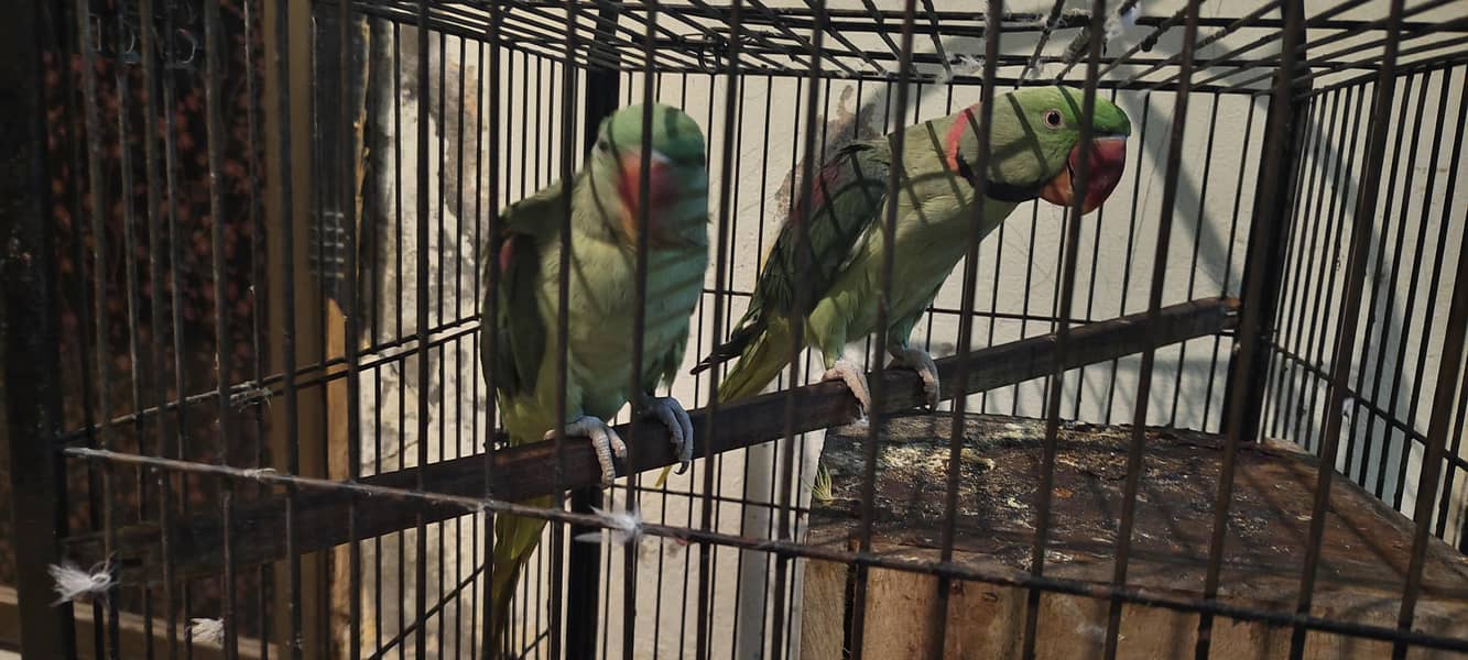 kashmiri raw parrot breeder pair | Talking parrot Hand tamed | cage 1