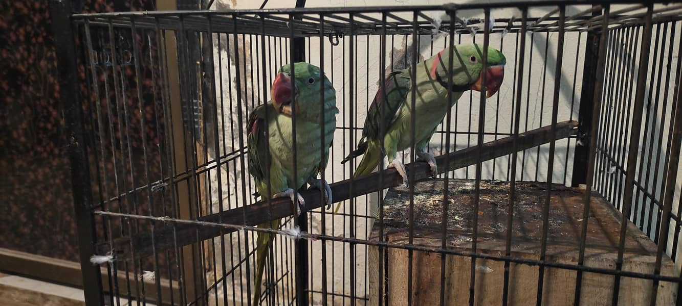 kashmiri raw parrot breeder pair | Talking parrot Hand tamed | cage 2