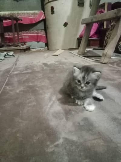 cat 