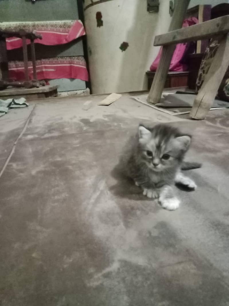 cat  0