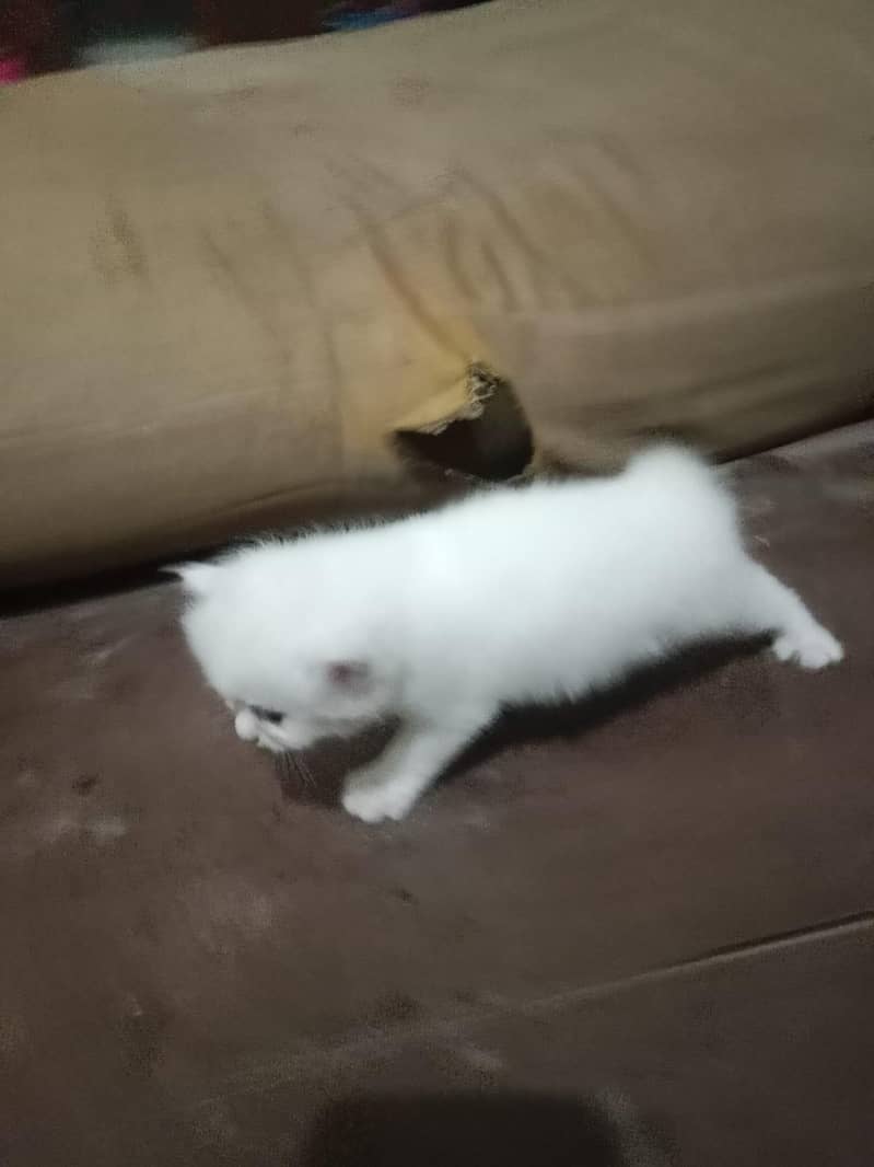 cat  1