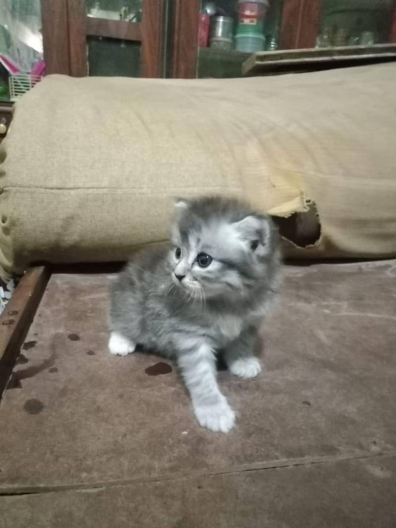 cat  2