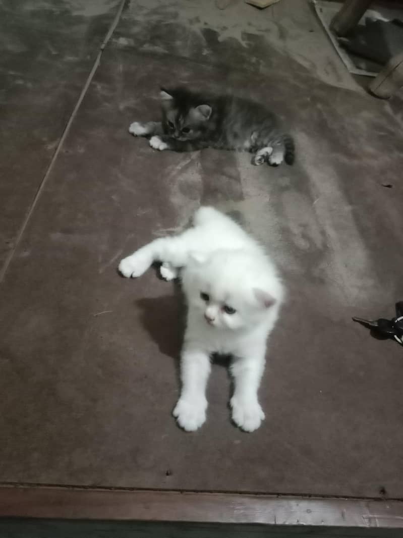 cat  3