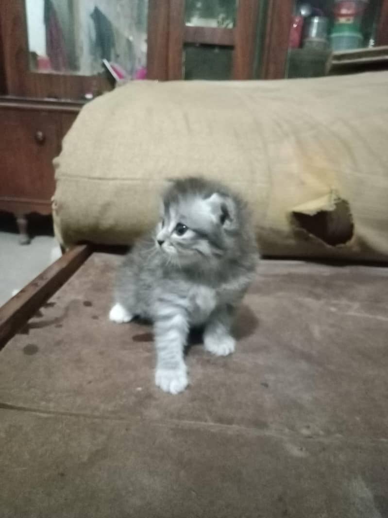 cat  4