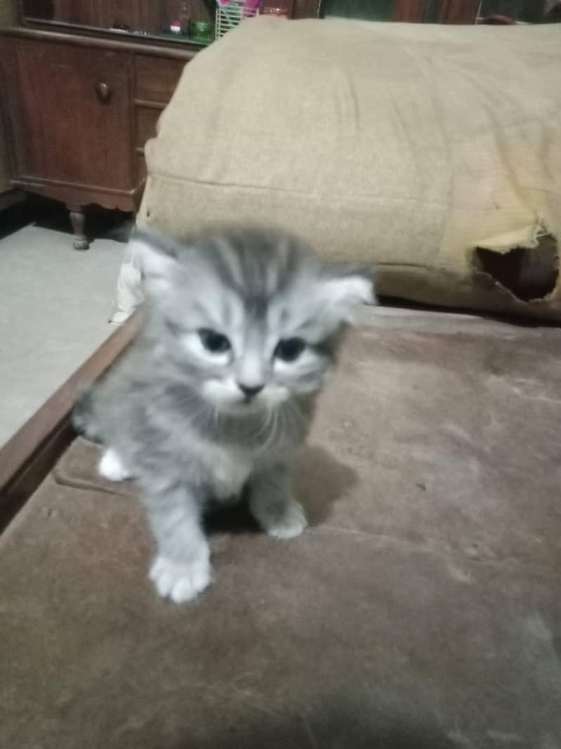 cat  5