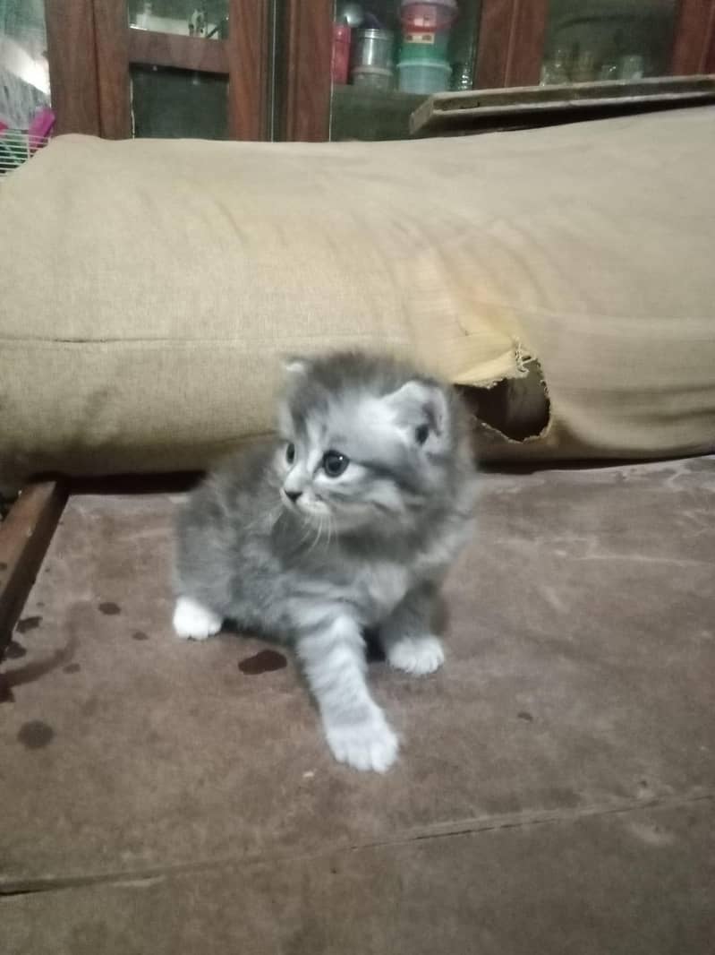 cat  6