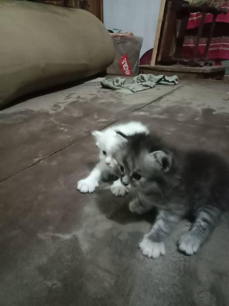cat  7