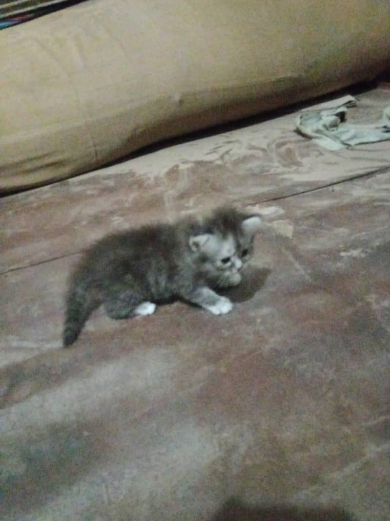 cat  8