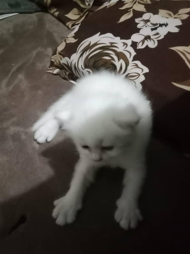 cat  9