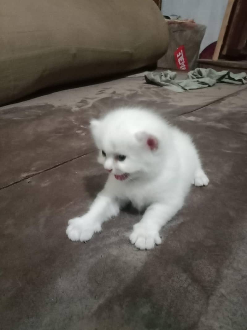 cat  10