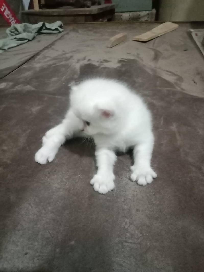 cat  11