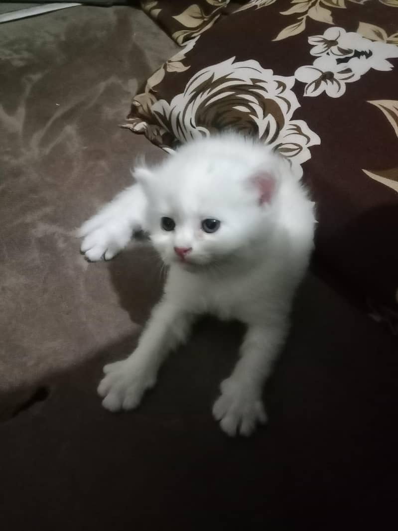 cat  12