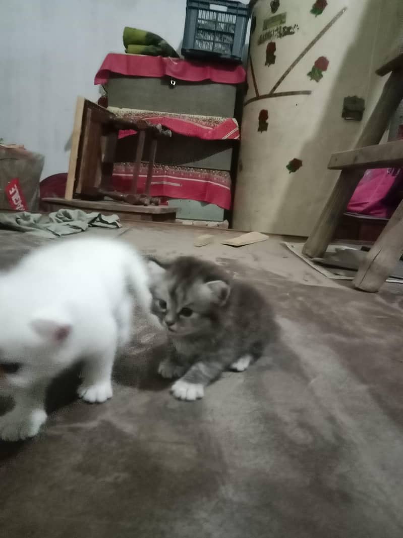 cat  13