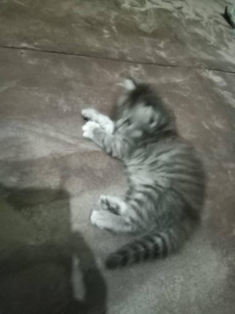 cat  14