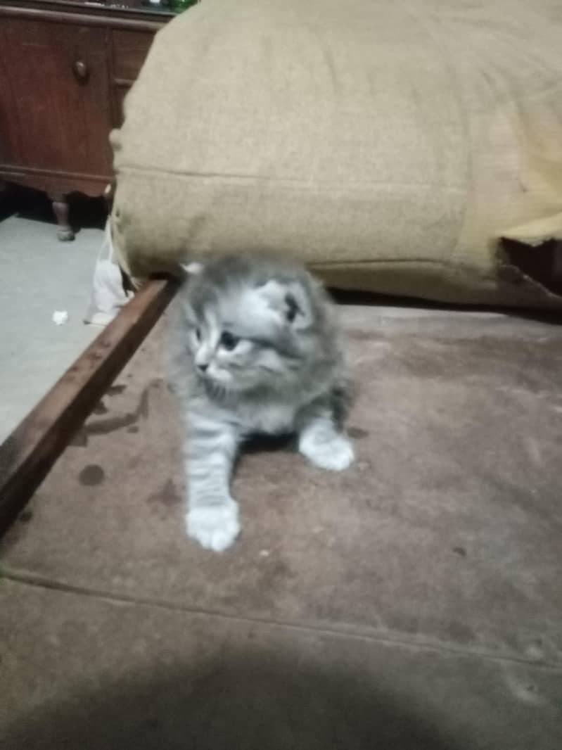 cat  15