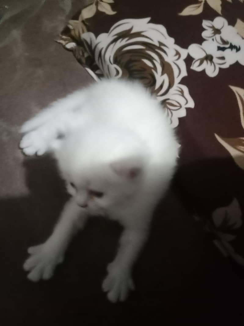 cat  16
