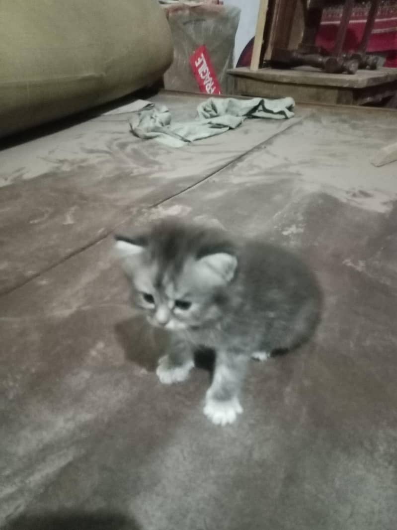 cat  17
