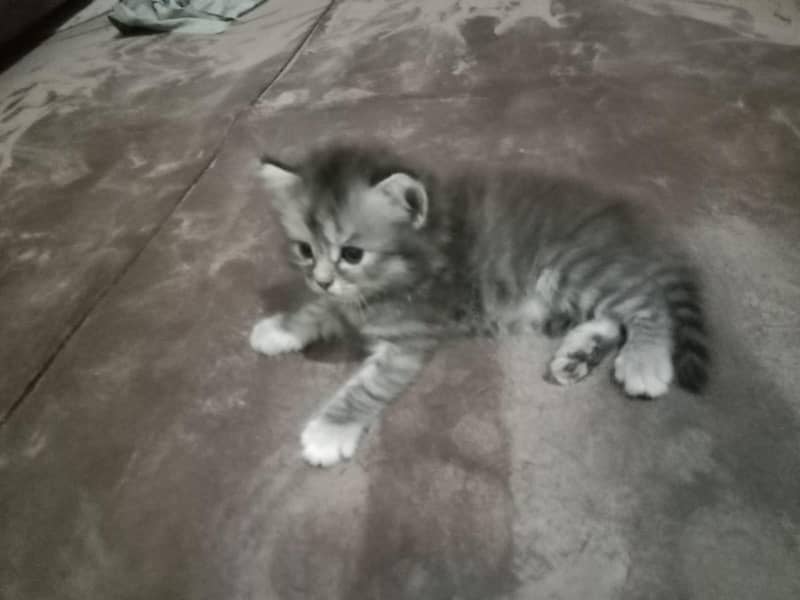 cat  18