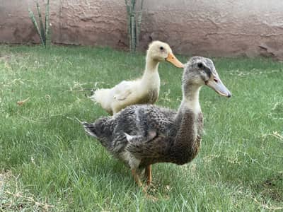 Beautiful pair of Ducks with Large cage for sale