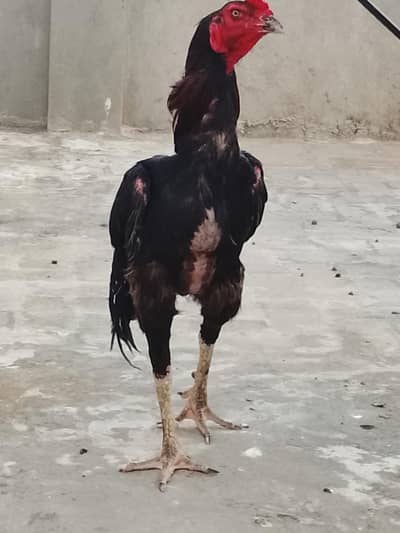 Best quality breed of dragon shamo amroha