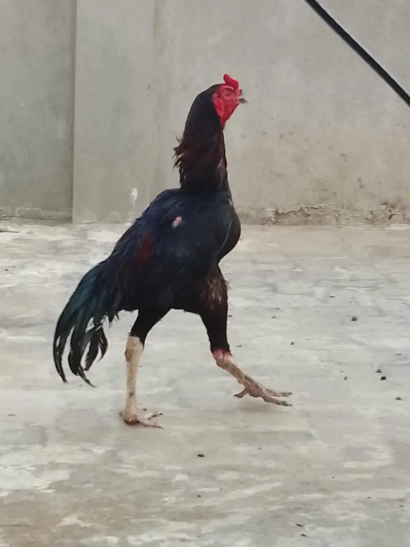 Best quality breed of dragon shamo amroha — photo 2