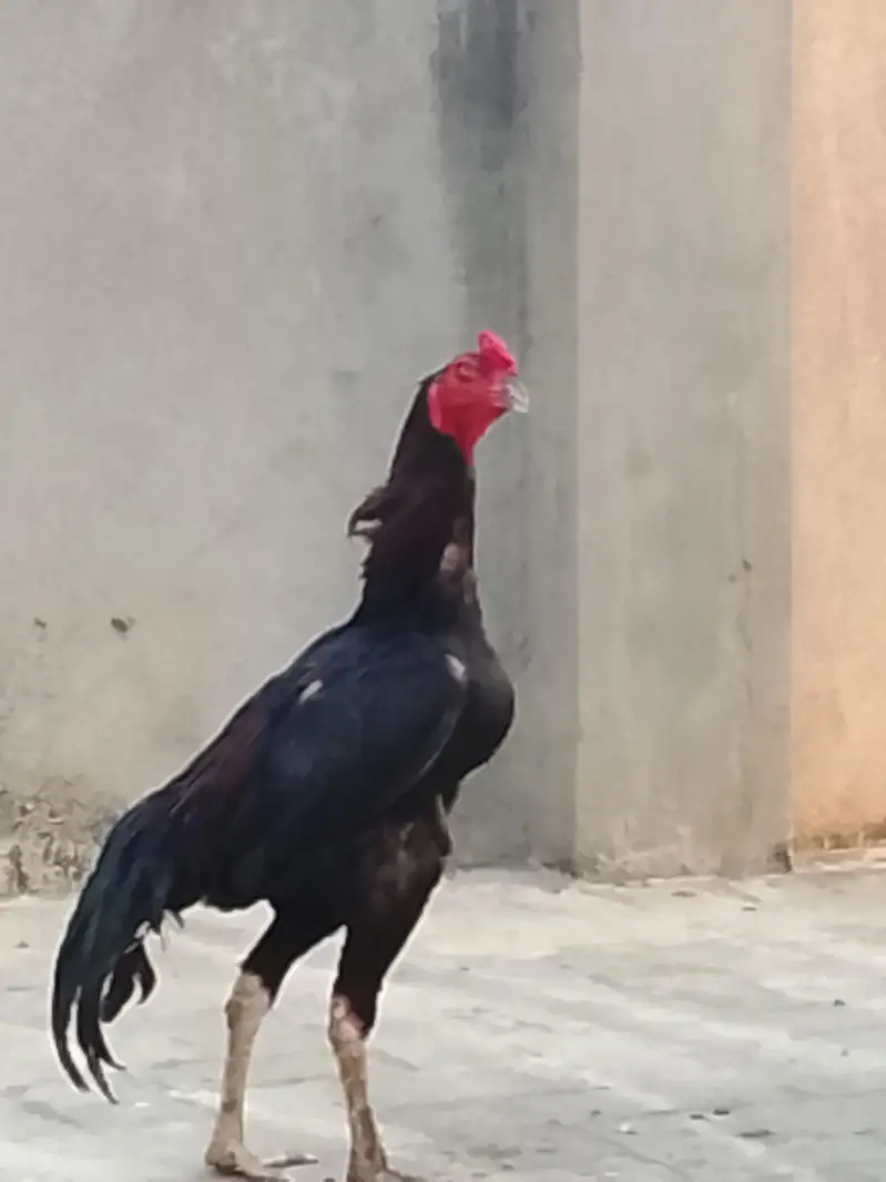 Best quality breed of dragon shamo amroha — photo 3