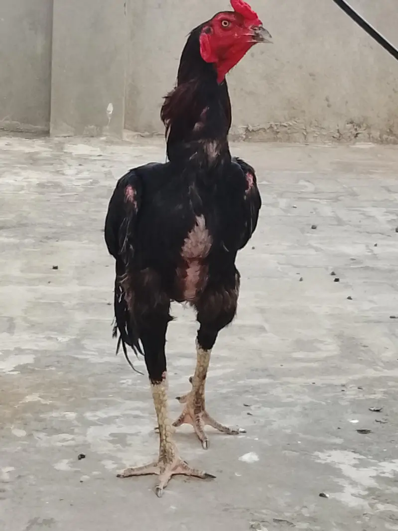 Best quality breed of dragon shamo amroha — photo 4