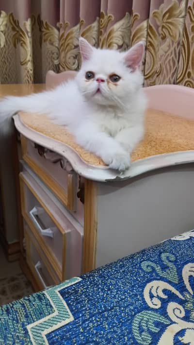 cat with all accessrios