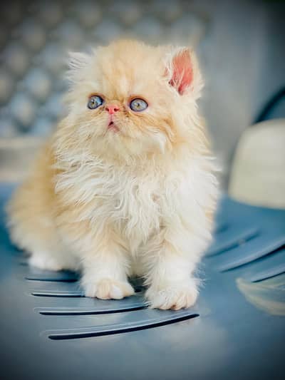 kitten for sale