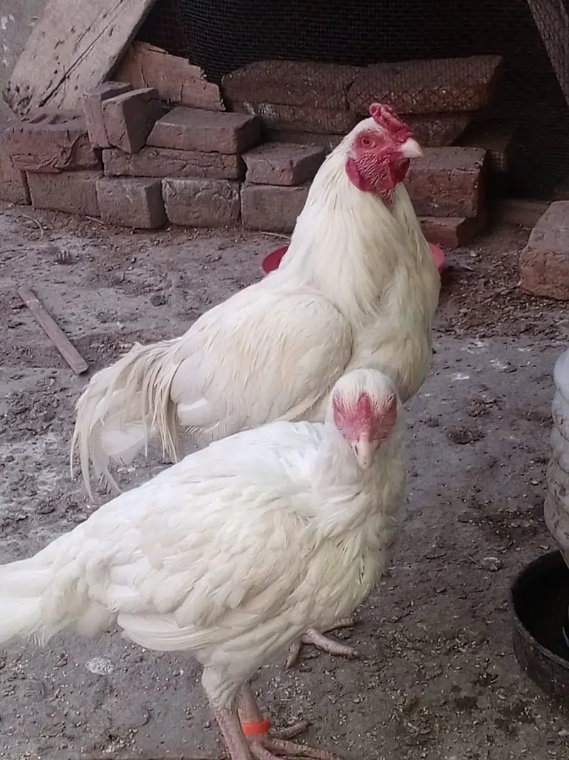 Aseel hera pair for sale