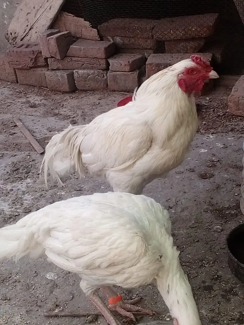 Aseel hera pair for sale — photo 2