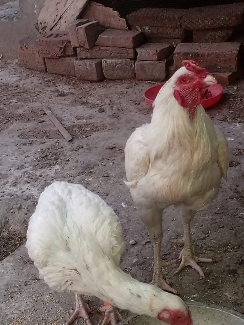 Aseel hera pair for sale — photo 3