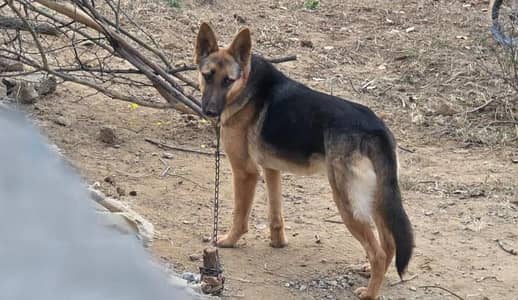 Alsheshan Female
