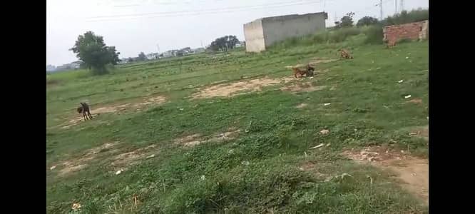 2 Kannal place for sale near Jani chak road (Dinga)