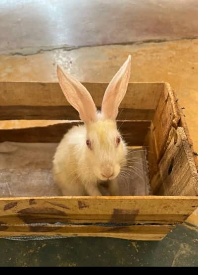 red eyes rabbits