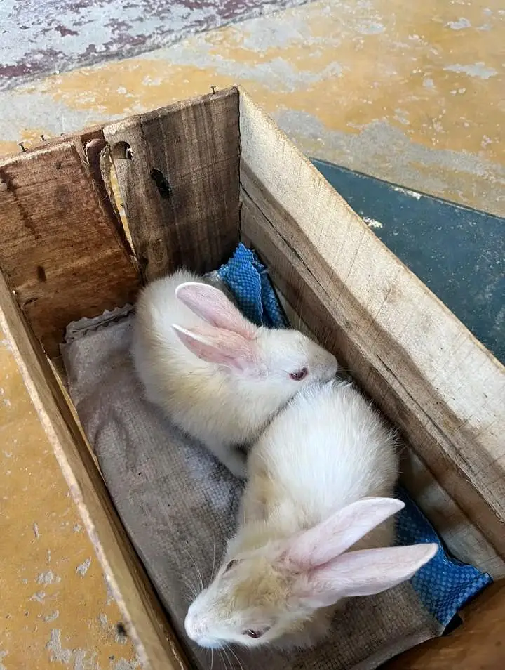 red eyes rabbits — photo 2
