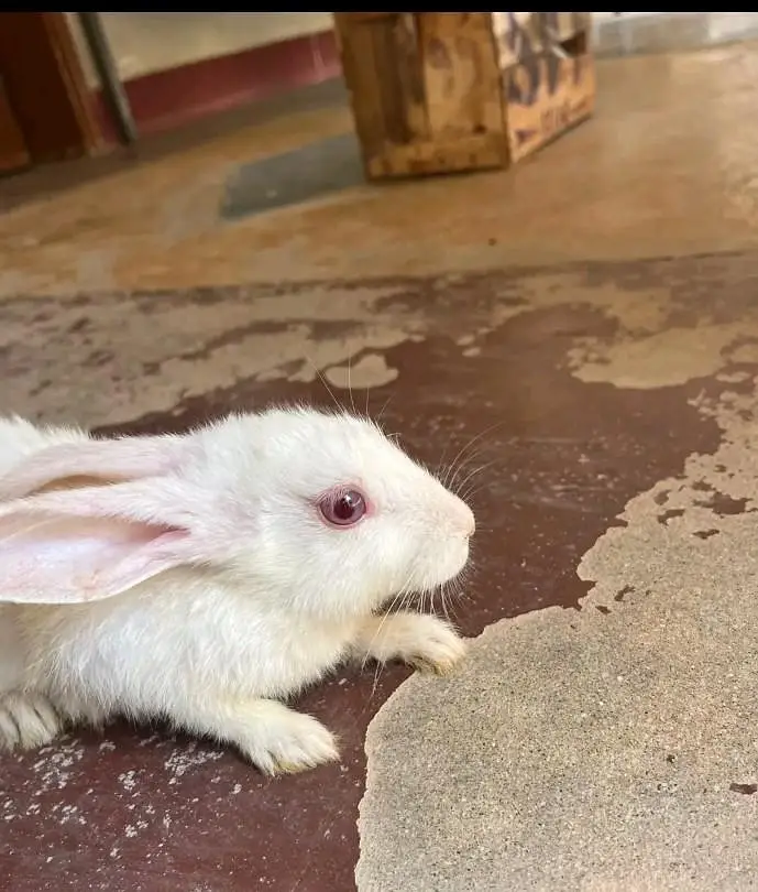 red eyes rabbits — photo 3