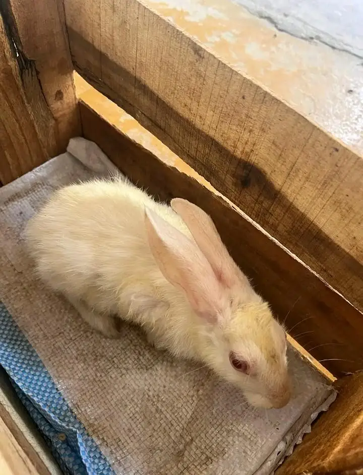 red eyes rabbits — photo 4